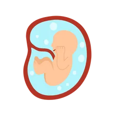 Entwicklung des menschlichen Embryos Illustrationspack