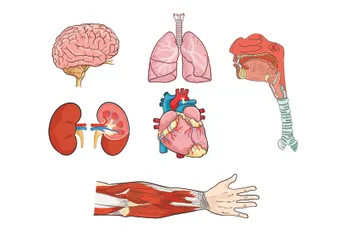 Ilustraciones de anatomía Paquete de Ilustraciones