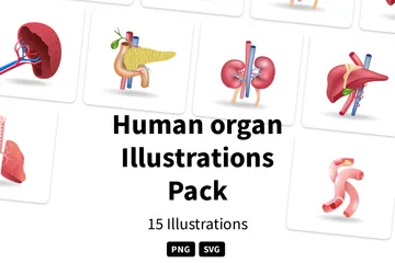 Menschliches Organ Illustrationspack