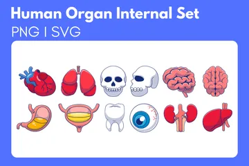 Organe humain interne Pack d'Illustrations