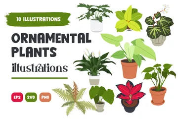 Plantas ornamentais Pacote de Ilustrações