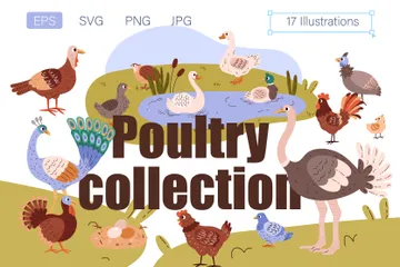 Poultry Species Illustration Pack