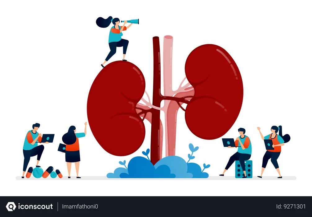 Best Free Anatomy Of Kidney For Medical Illustration download in PNG ...