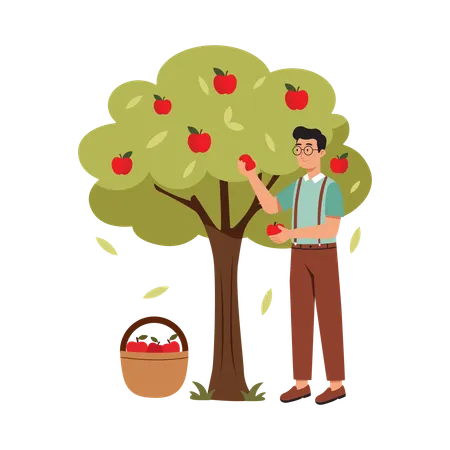 Free Homme cueillant des fruits d'un arbre  Illustration
