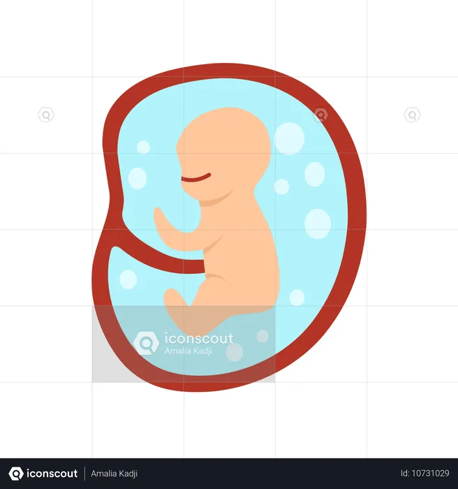 Desenvolvimento do embrião humano de 3 meses  Ilustração