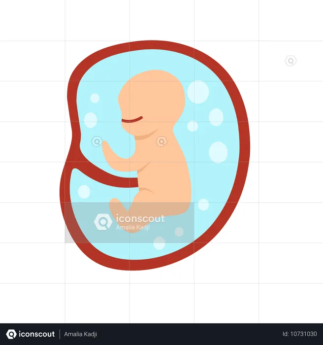 Desenvolvimento do embrião humano de 4 meses  Ilustração