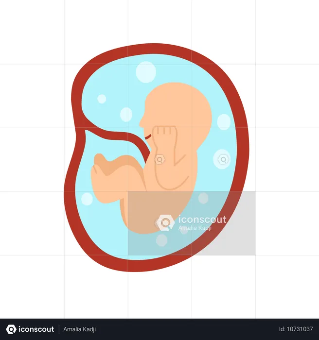 Desenvolvimento do embrião humano de 6 meses  Ilustração