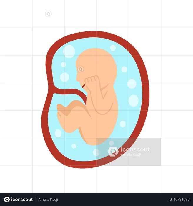 8 Monate menschliche Embryoentwicklung  Illustration