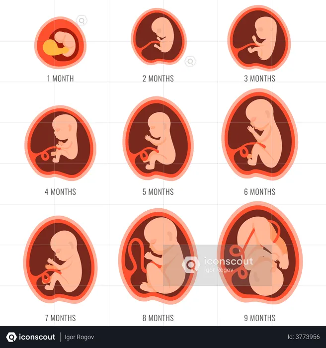 9 meses de crescimento fetal  Ilustração
