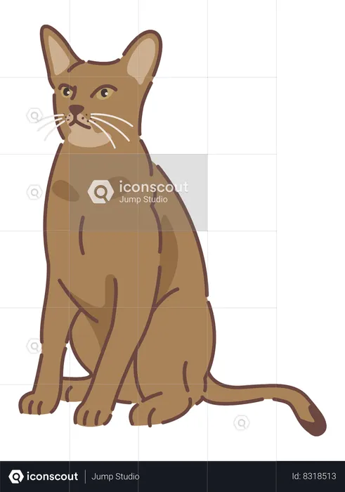 Abyssinian cat  Illustration