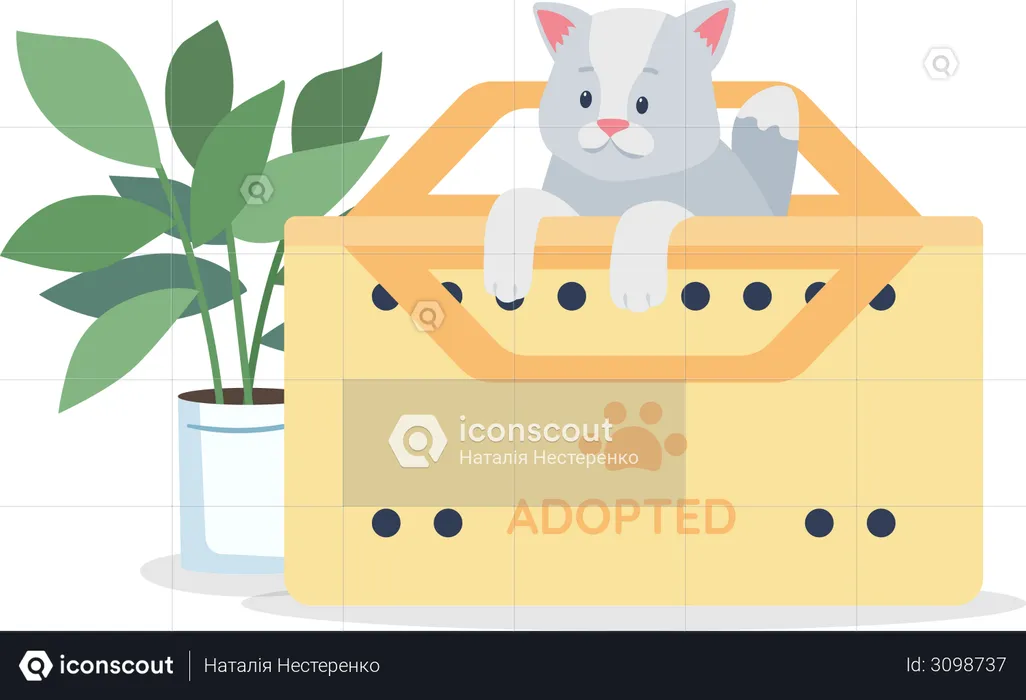 Adopted grey cat  Illustration