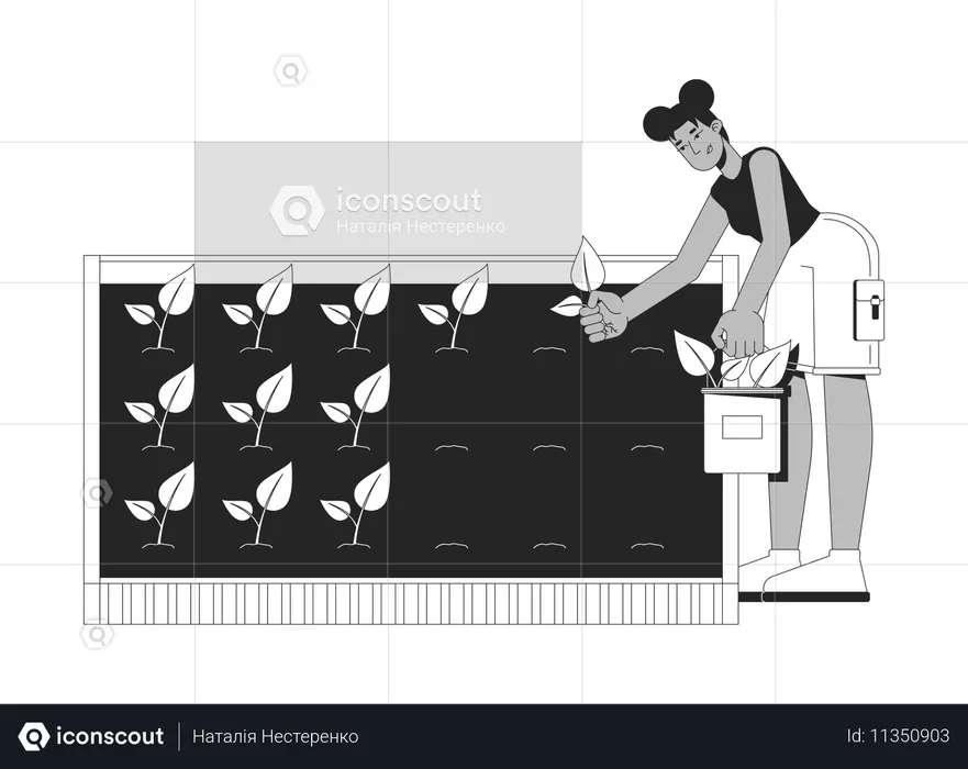 African american woman gardening and planting seedlings into soil  Illustration