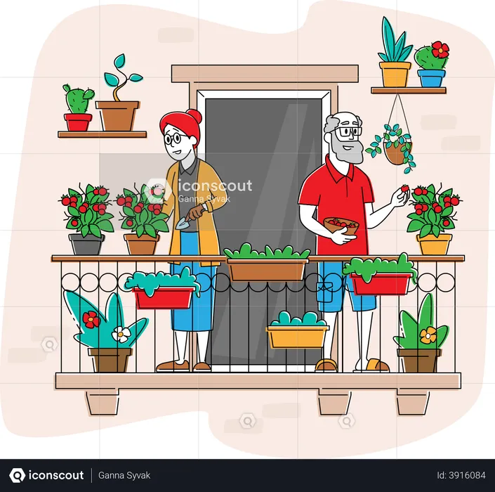 Aged Gardener Harvesting Fresh Tomatoes  Illustration