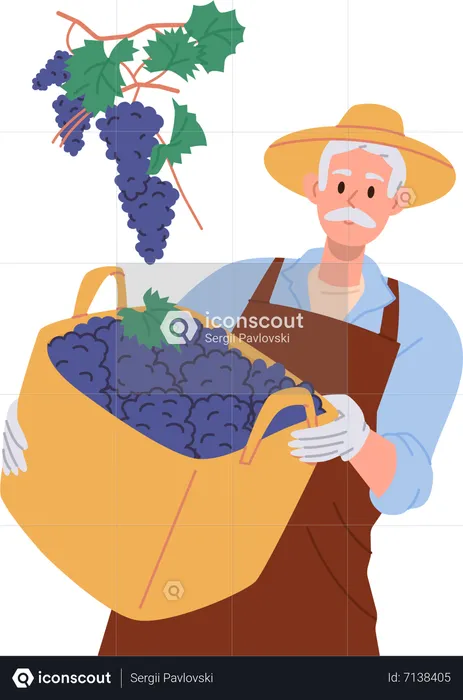 Aged male farmer holding grapes harvest in wicker basket  Illustration