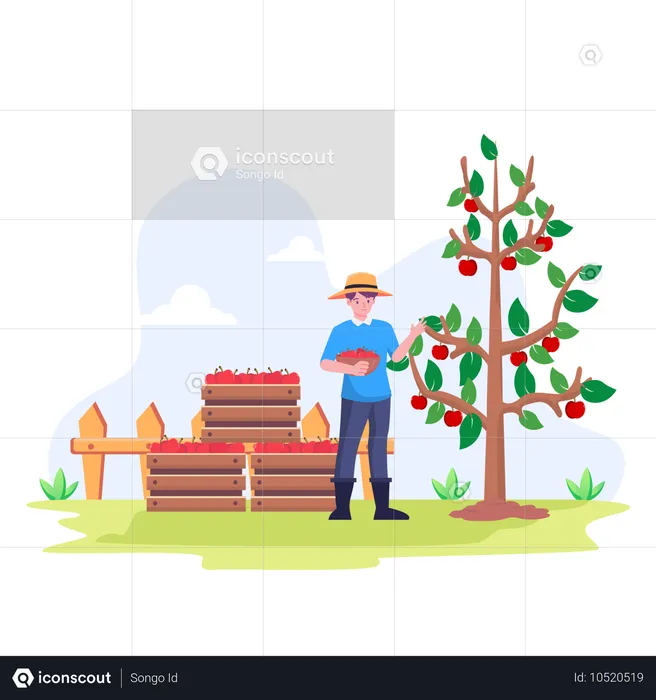 Agricultor recogiendo manzanas en una cesta  Ilustración