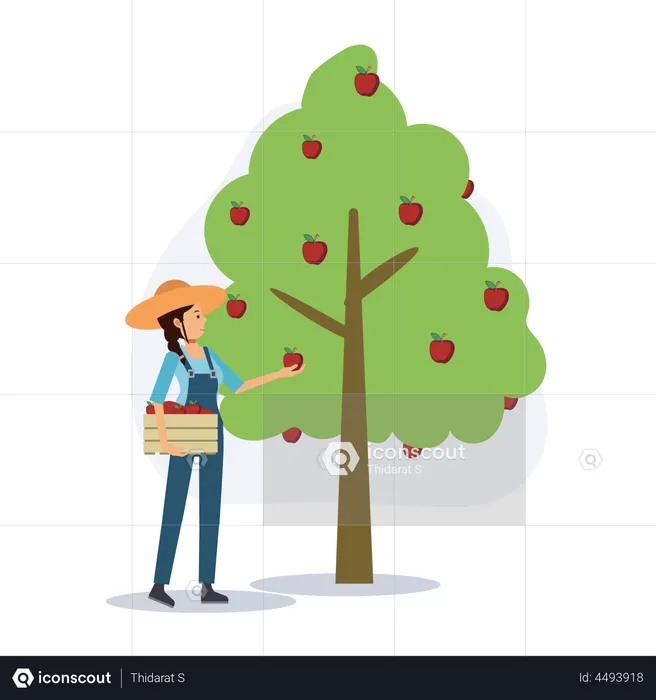 La agricultora recogiendo manzanas  Ilustración