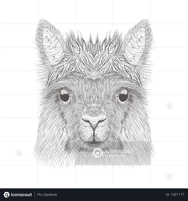 Alpaca  Illustration