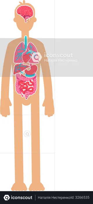 Anatomia do Corpo Humano  Ilustração