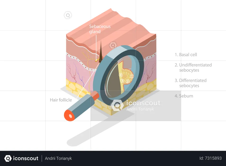 Anatomie de la peau  Illustration