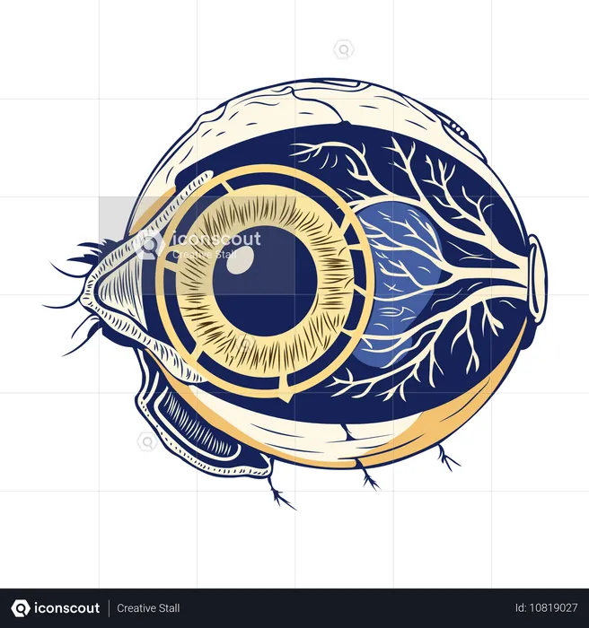 Anatomie des yeux  Illustration