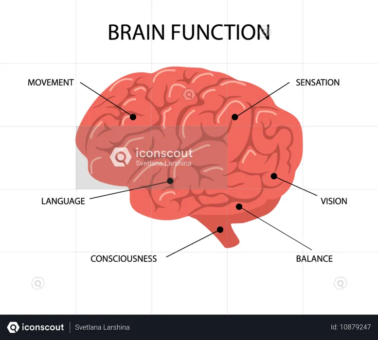 Anatomie du cerveau humain  Illustration