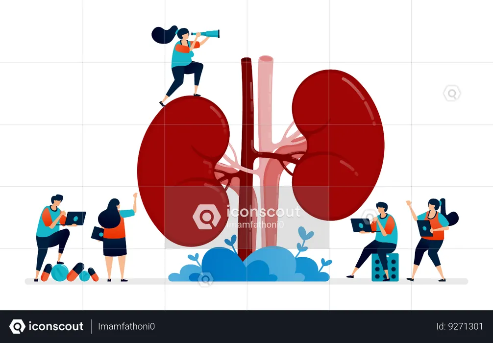 Anatomy Of Kidney For Medical  Illustration