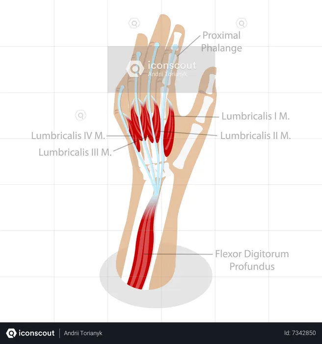 Anatomy of muscular system  Illustration