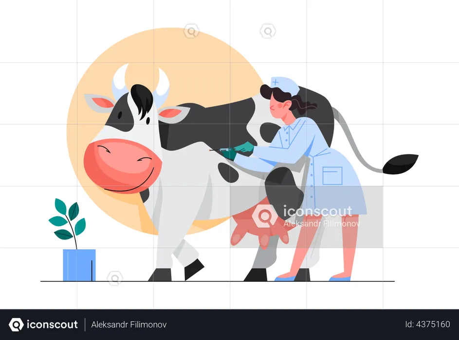 Animal vaccination, Nurse making a vaccine injection to a cow  Illustration