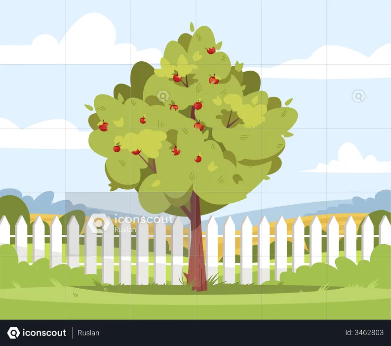 Árvore de maçã  Ilustração