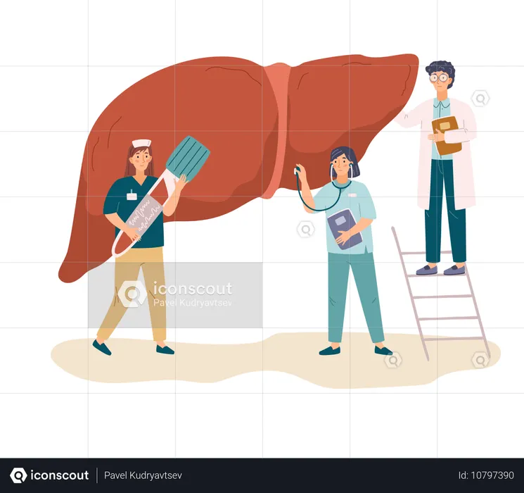 Arzt und Krankenschwester untersuchen Leber mit Stethoskop  Illustration