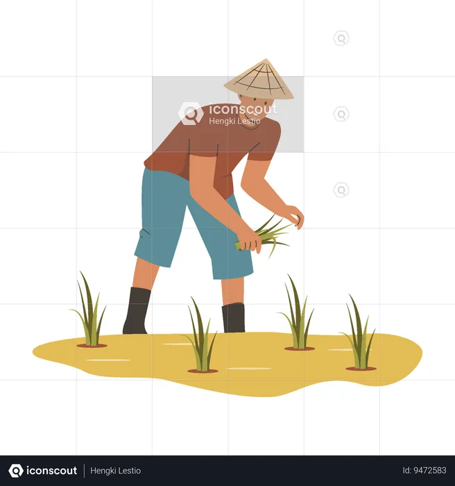 Asian farmer grows rice  Illustration