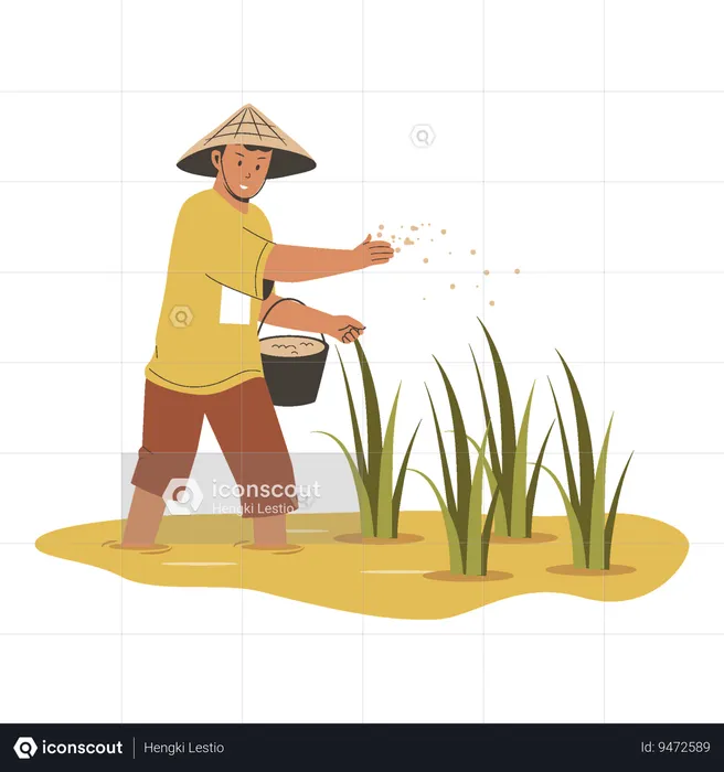 Asian farmer sowing fertilizer into rice fields  Illustration