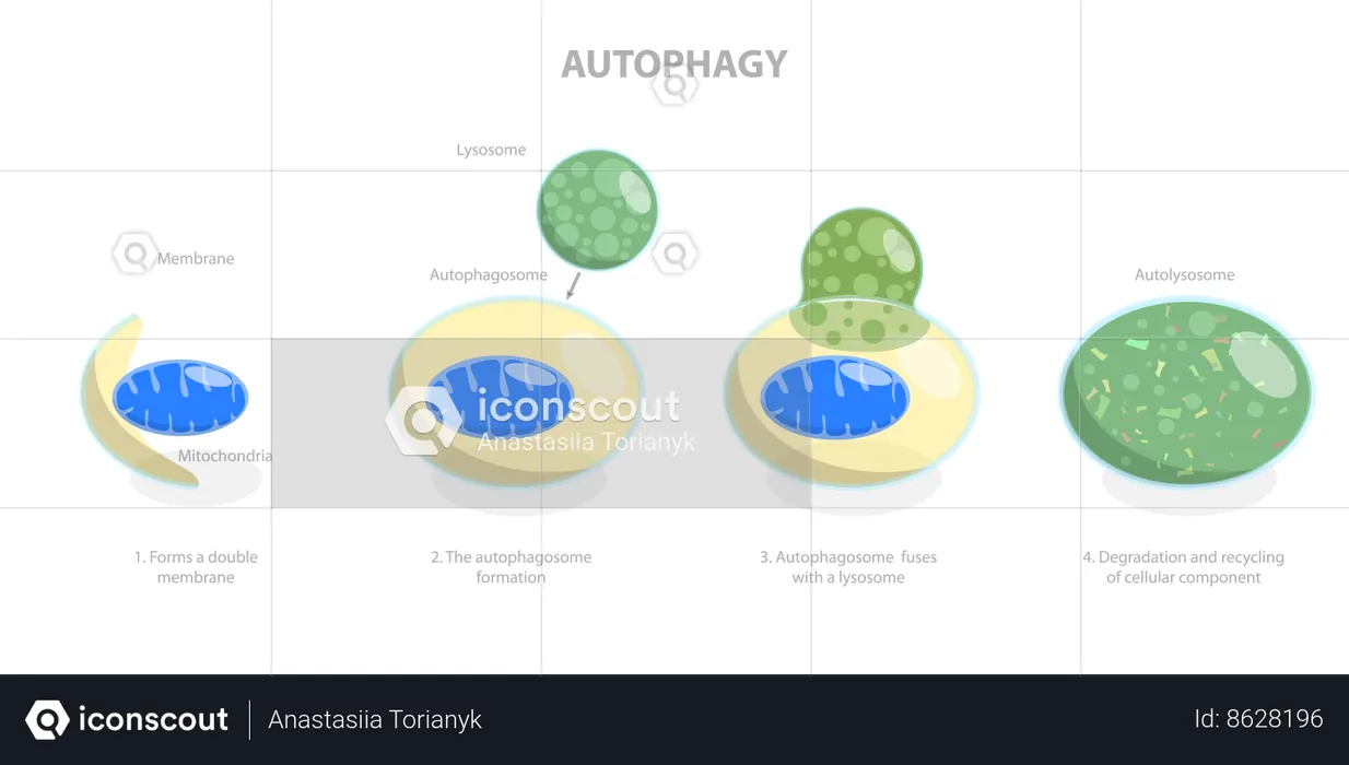 Autofagia  Ilustração