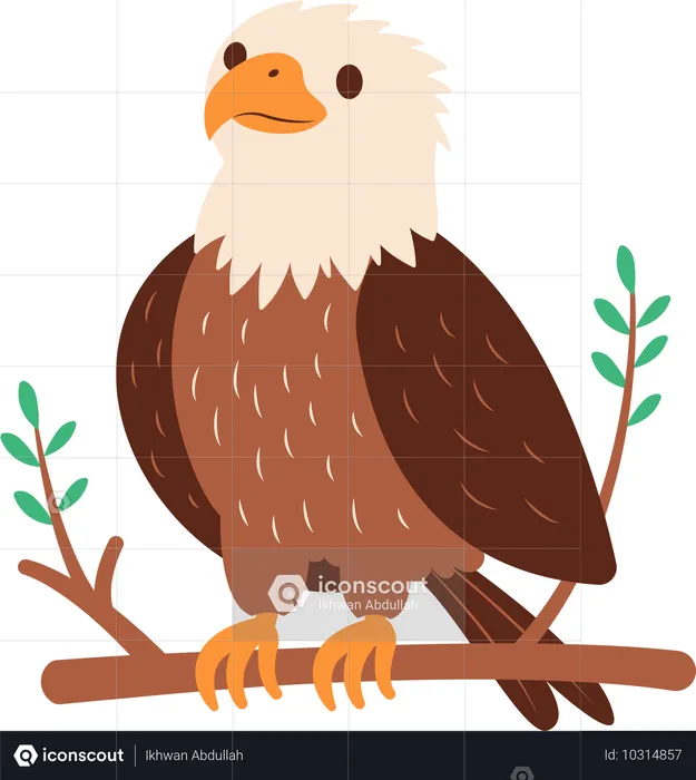 Bald Eagle  Illustration