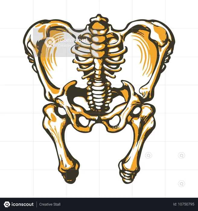 Bassin  Illustration