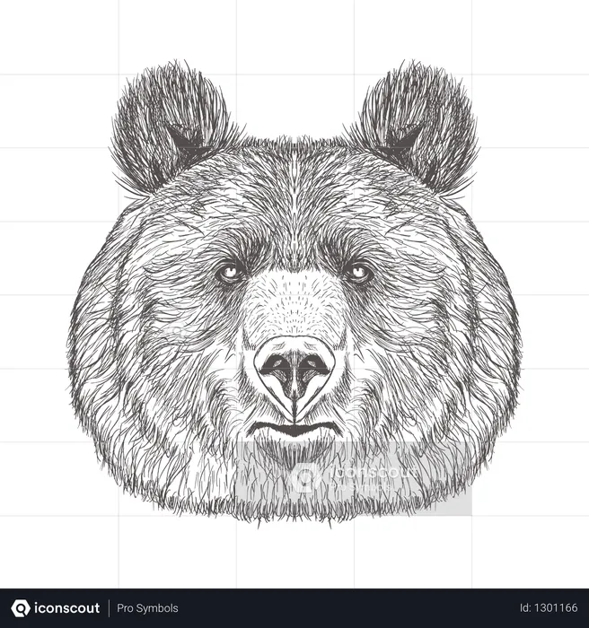 Bear Head  Illustration