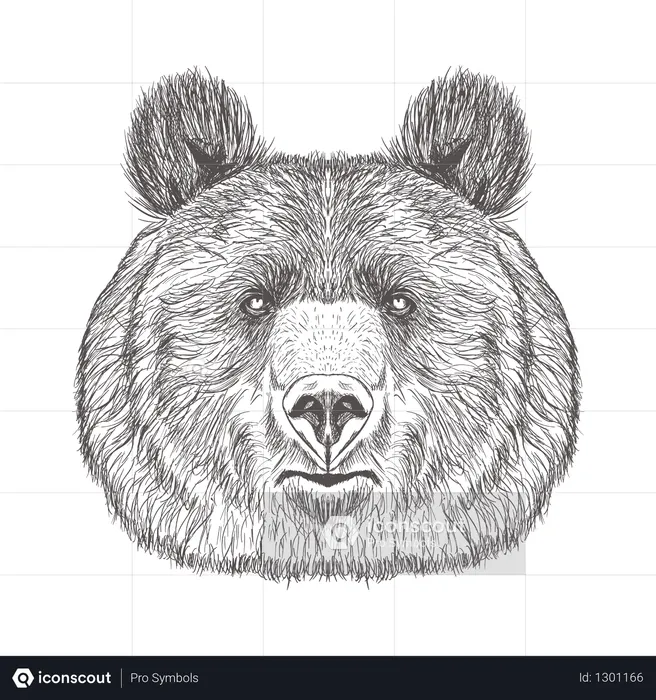 Bear Head  Illustration