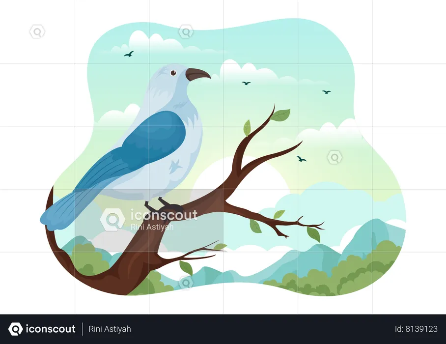 Bird  Illustration