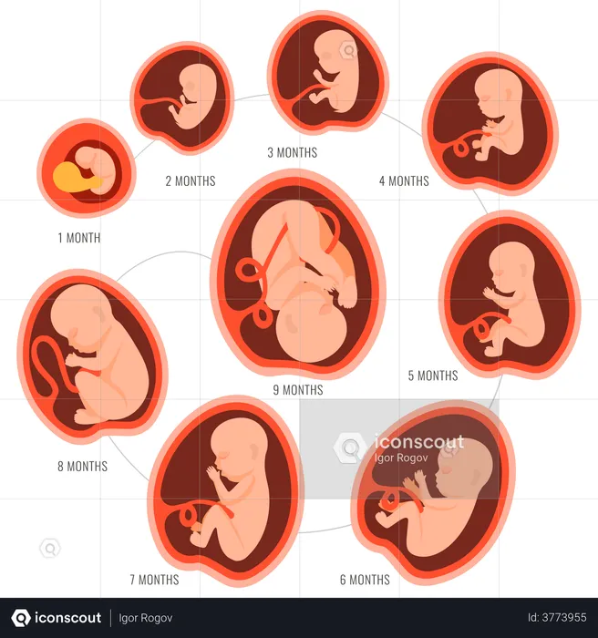 Birth process  Illustration