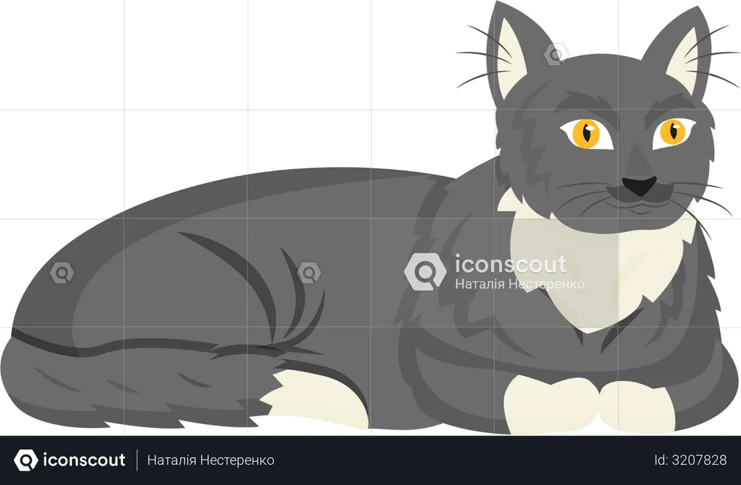 Black cat  Illustration