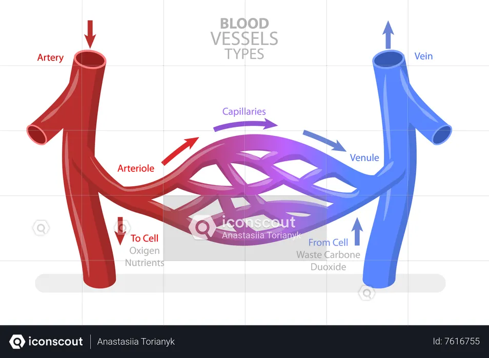 Blood Vessels Types  Illustration