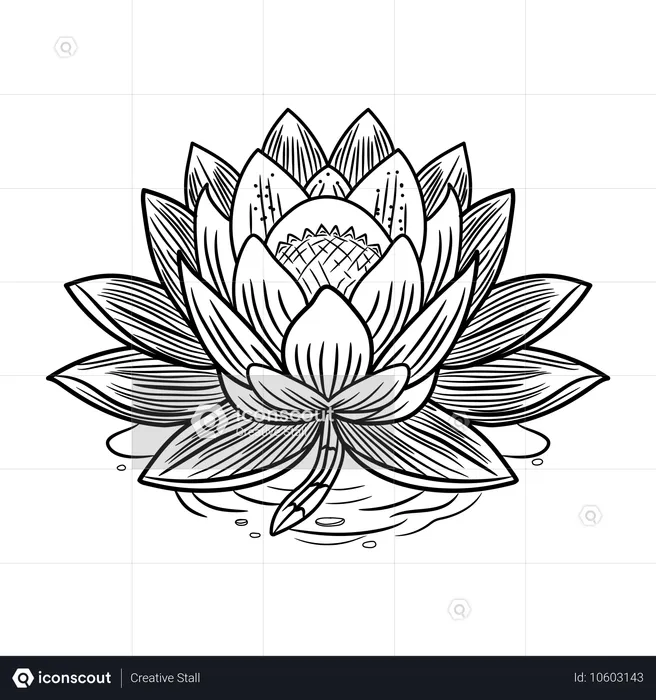 Blooming Lotus  Illustration