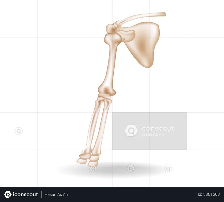 Bone  Illustration