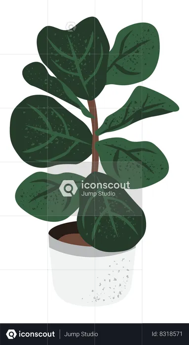 Ficus Lyrata  Illustration