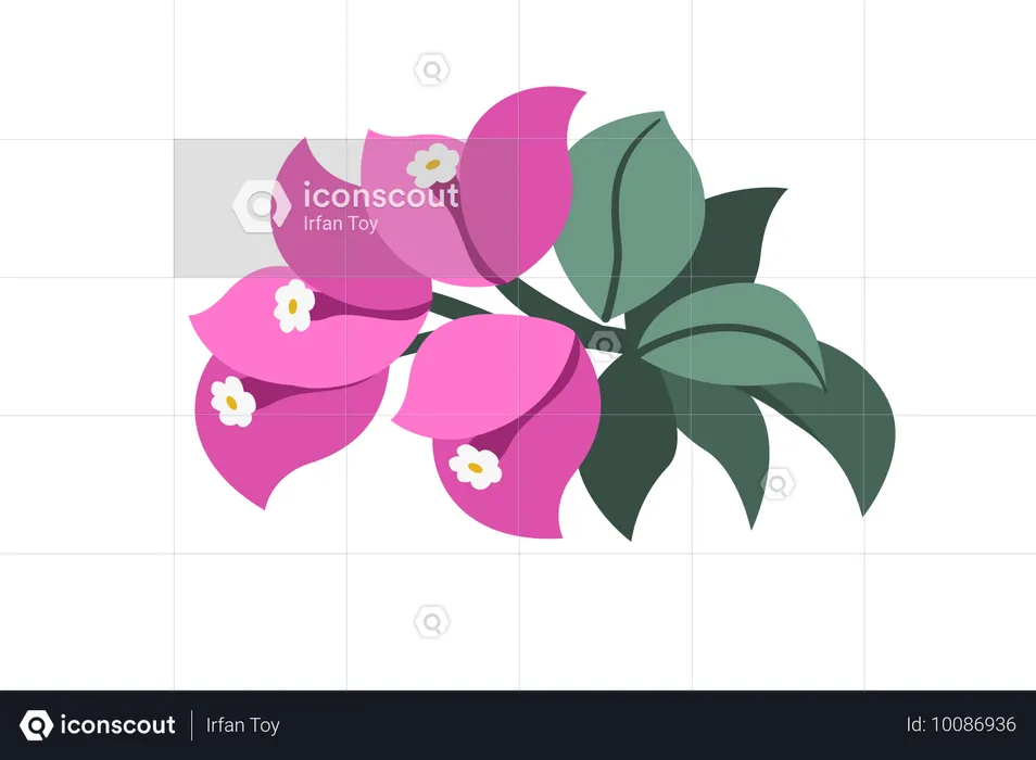 Bougainvillea Flower  Illustration