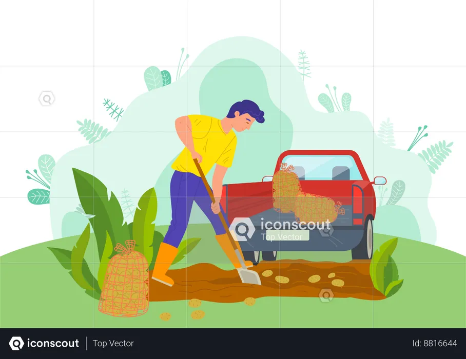 Boy is loading fruits in truck  Illustration