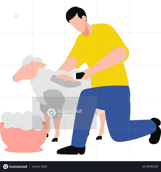 Boy shearing sheep  Illustration