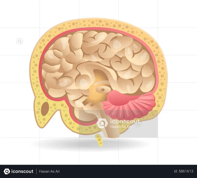 Brain  Illustration