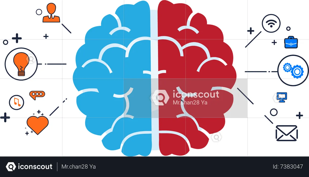 Brain divided into two hemispheres  Illustration