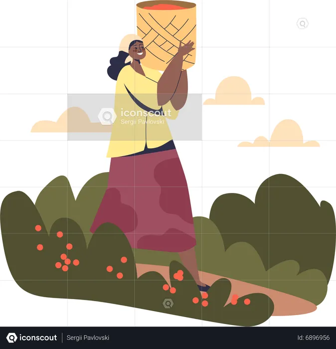 Brazilian woman carry bag with coffee beans from plantation  Illustration